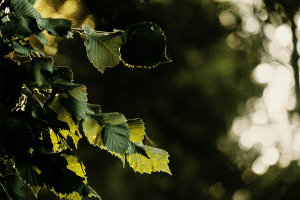 Tree branch with tree leaves hanging down in a backyard in Tennessee.